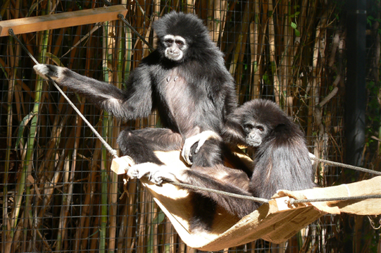 "Brew at the Zoo" will raise funds to move the white-handed gibbons to a new habitat. photo courtesy Reid Park Zoo