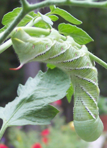 Tobacco hornworm, larva of Manduca sexta, on a cherry tomato plant. photo: Wikimedia Commons