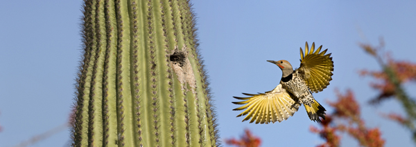 Gilded Filcker photo: Bruce Taubert/courtesy Tucson Audubon Society