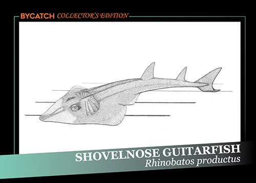 Shovelnose Guitarfish illustration by Maria Johnson. Courtesy of Maria Johnson